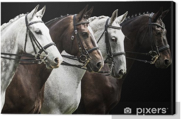 canvas-prints-four-horses-in-dressage-competition-isolated-on-black