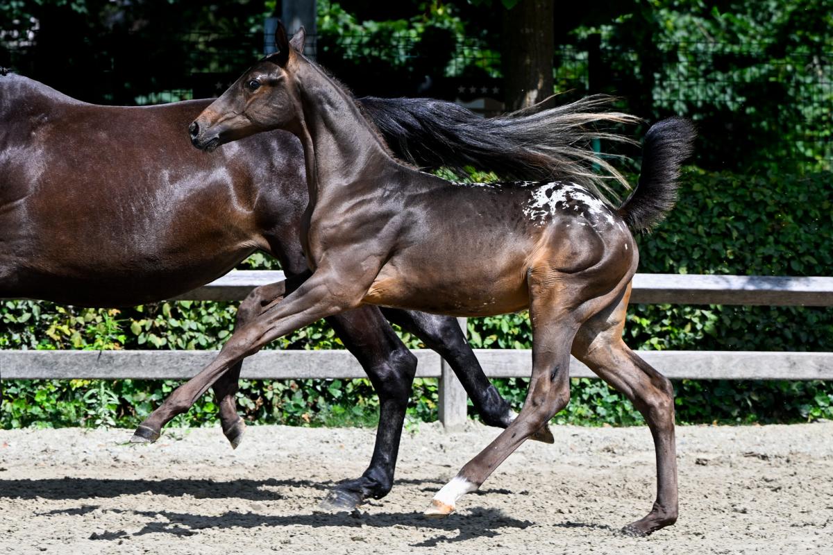 Appaloosa - Wikipedia