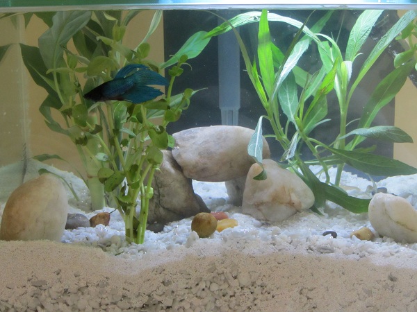 tankdecor.jpg