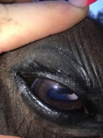 right eye.jpg