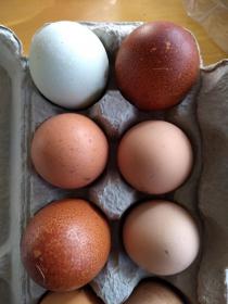 eggs.jpg