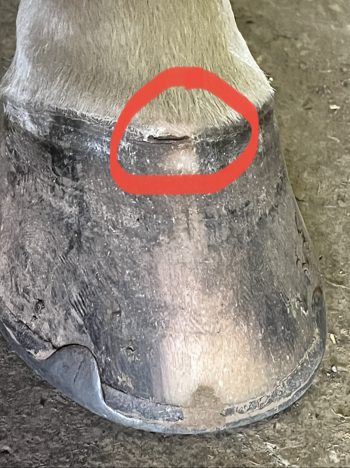 Tell me about your horse's hoof abscess from hell Horse Care