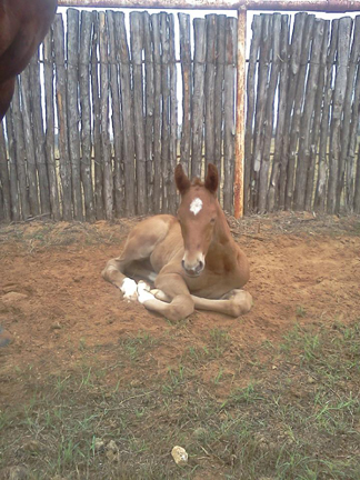Oriana 2 days old.jpg