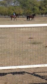 Socks under saddle Nov 2020.jpg