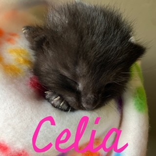 celia 9 days