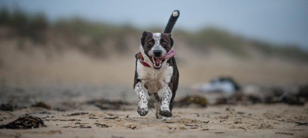 willa beach.jpg
