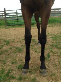 yearling.jpg