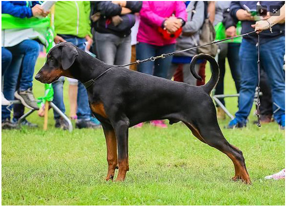 EU doberman