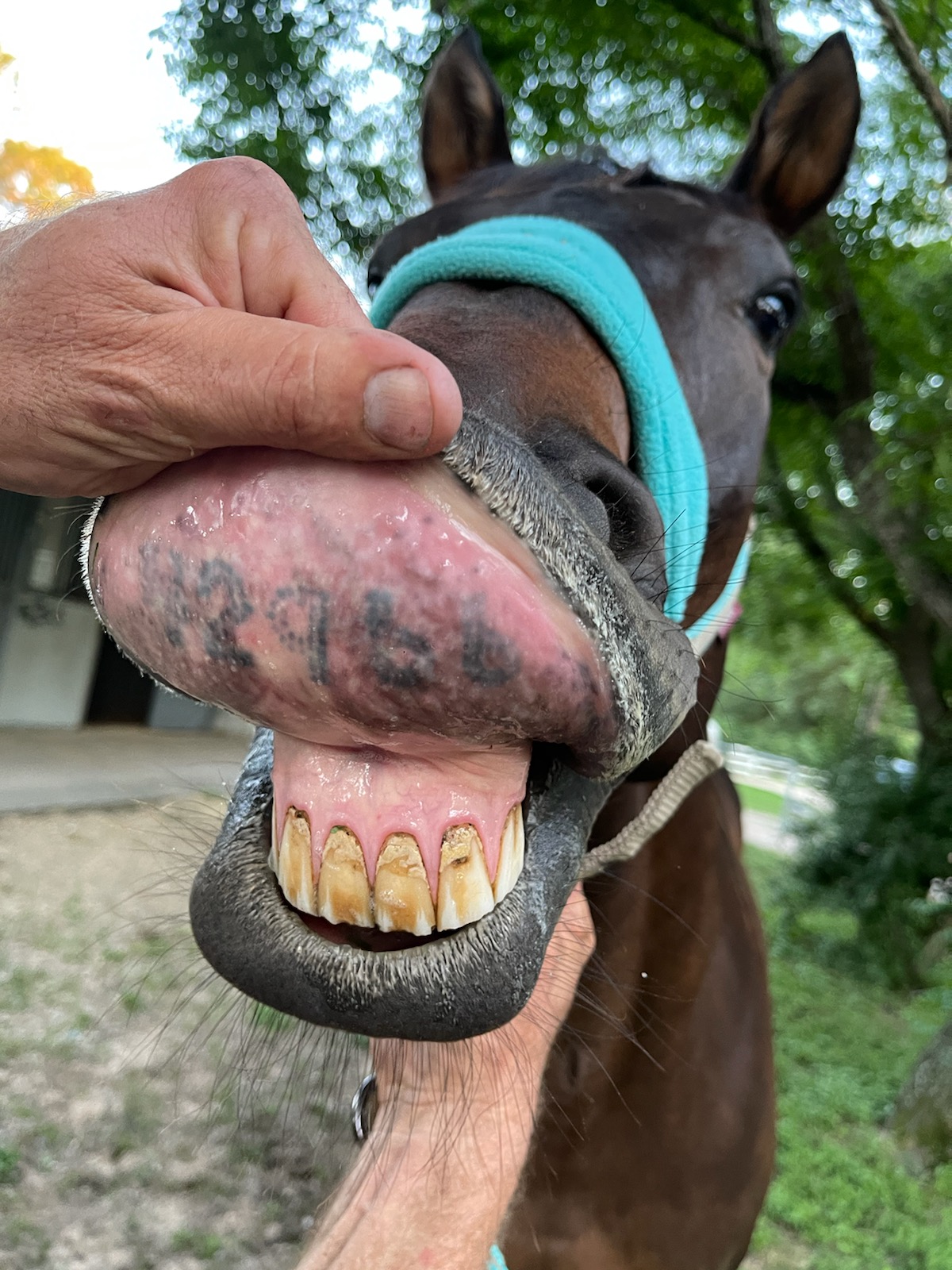Replying to @sneaky.bugger Indy's Lip Tattoo!🏇 #ottb #exracehorse #th... |  TikTok