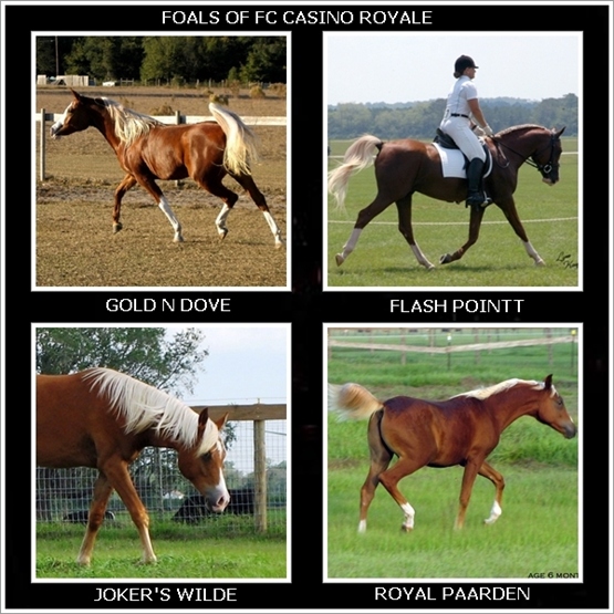 Casino foals page RESIZED.jpg