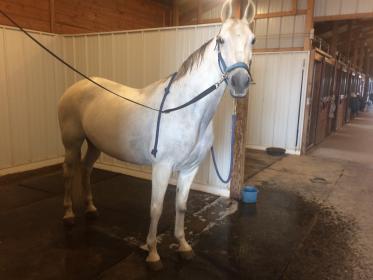 Emi after a bath Jan 2017.jpg