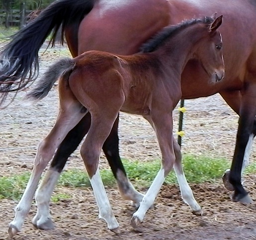 Ed Venture by Escapade trot.jpg