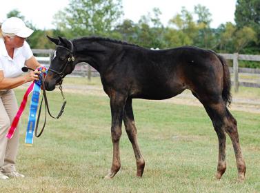 foal.jpg