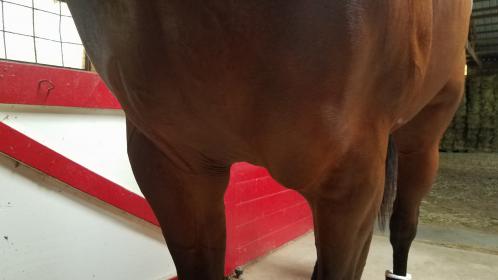 Swelling on chest from falling in turnout Horse Care