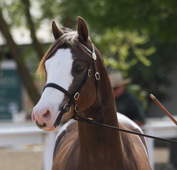 myrlin_1203.jpg