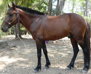 Pepo confo shot 15may2011 60k.jpg