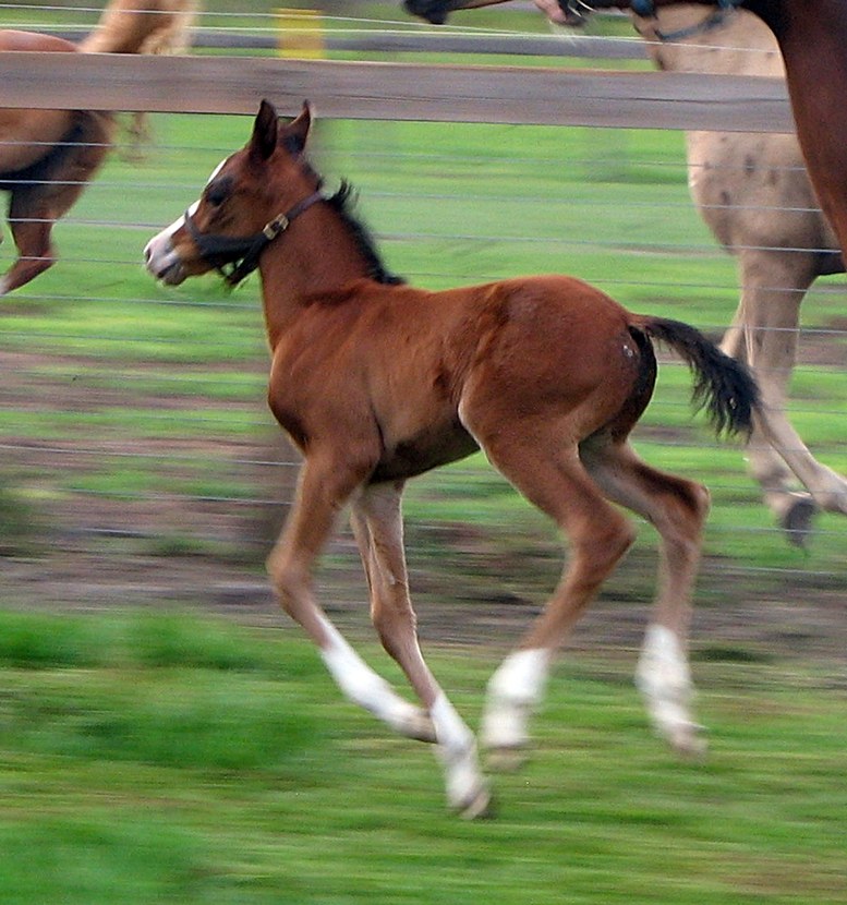 Audey colt Jun IMG_4413 resized.JPG