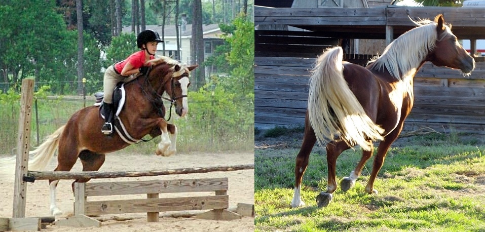 Gracie and Casino resized.jpg