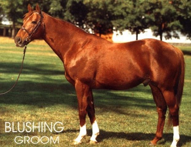 Horse_Blushing_Groom