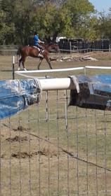 Socks under saddle as 2 year old.jpg