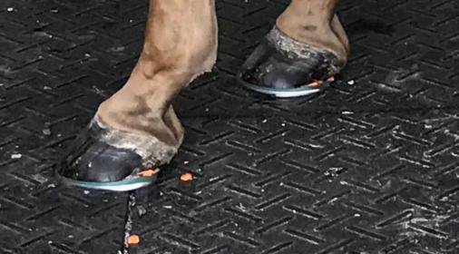 Short Shod 4.15.2020.JPG