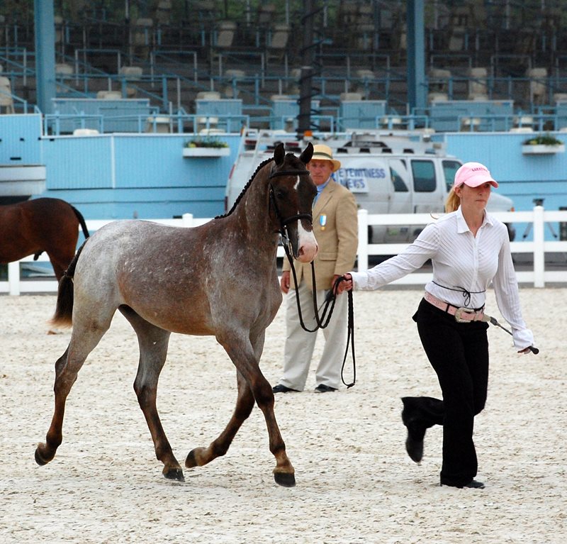 Grande Moon Shadow at Devon 2012.jpg