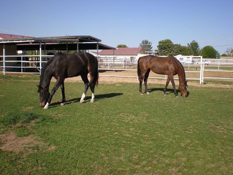 Gracie and Ace April 2010 030.jpg