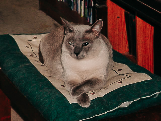 Cat Book Image 7