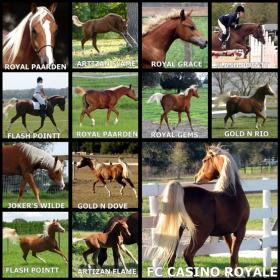 Casino foals resized.jpg