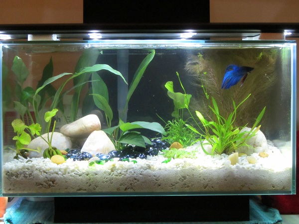 tank022912_2.jpg