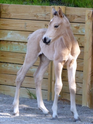 Mardi_Gras_colt_onedayold.JPG