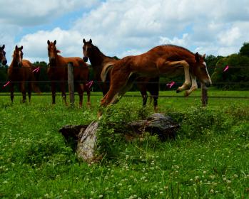 Red, White and Balou by Amazing Balou du Rouet-Voltaire bred by Worth A Shot Farm.jpg