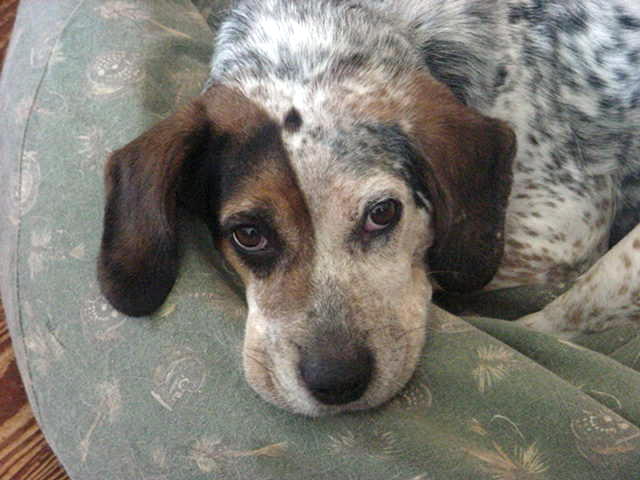 Frankie Poofy Lips 2010.jpg
