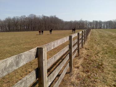 Fence 4 board oak nailed.jpg