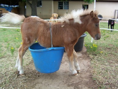 Pony in bucket2