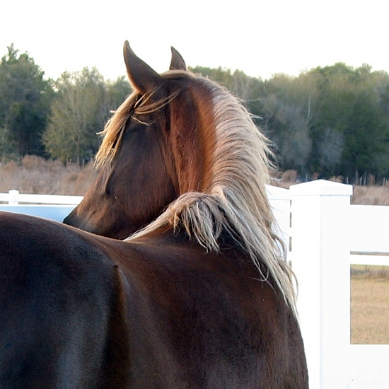 Tikila IMG_6868 crop WEB.JPG