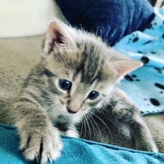 sully 4.5 weeks