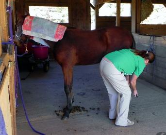 C Quito filly learning to tie.jpg