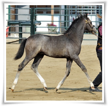 kodytrot1.jpg