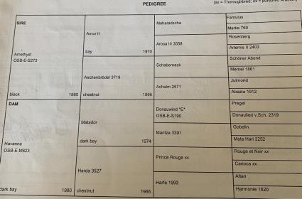 Pedigree1.jpg