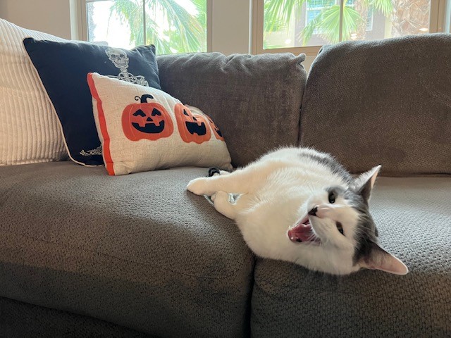 milo teeth