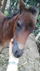 bald nose and eyes 1jun2015.jpg