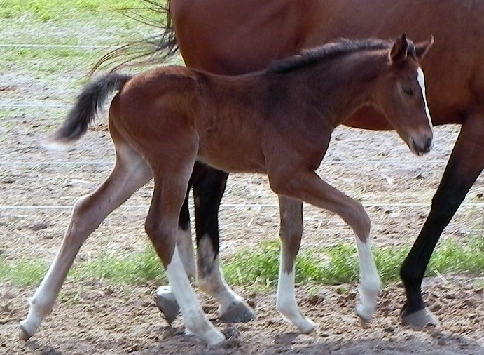 Ed Venture by Escapade canter.jpg