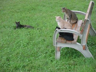 Cats on Bench of Purring.jpg