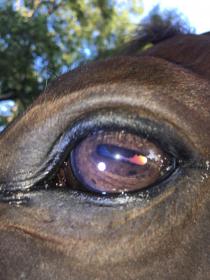 left eye.jpg