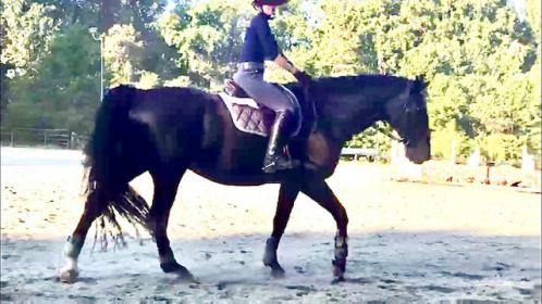 saddle.jpg