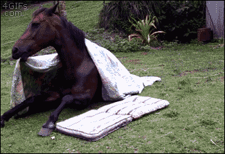 horse bed gif