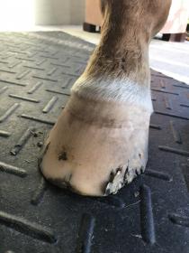 Lost Shoe front.JPG
