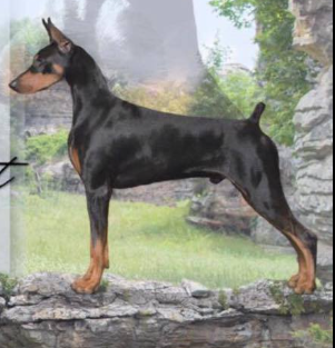 Doberman