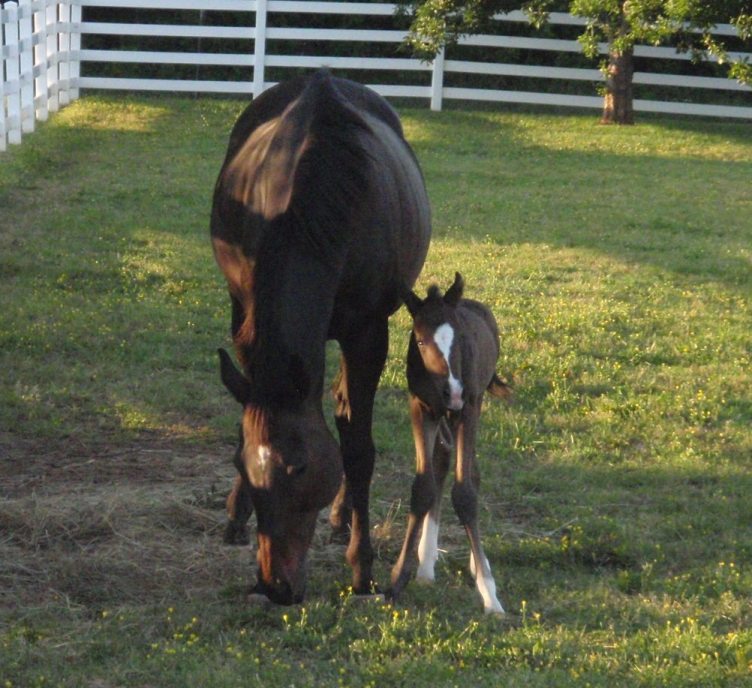 Mascara and Foal 1.jpg